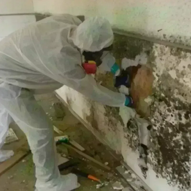 Mold Remediation and Removal in Frankton, IN